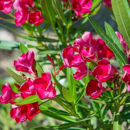Vilă Bellazante Country Villas